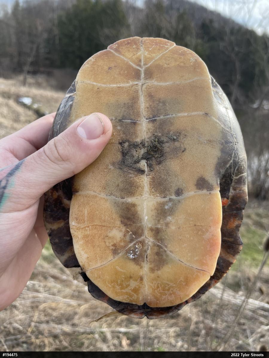 Midland Painted Turtle