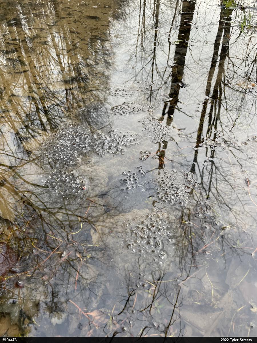 Wood Frog
