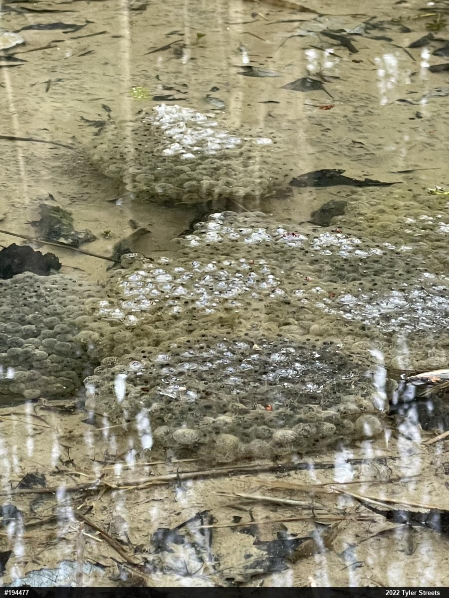 Wood Frog