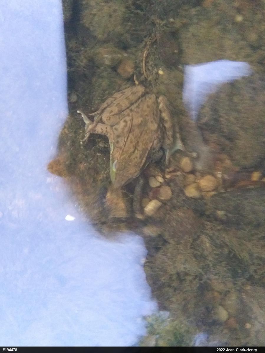 Green Frog