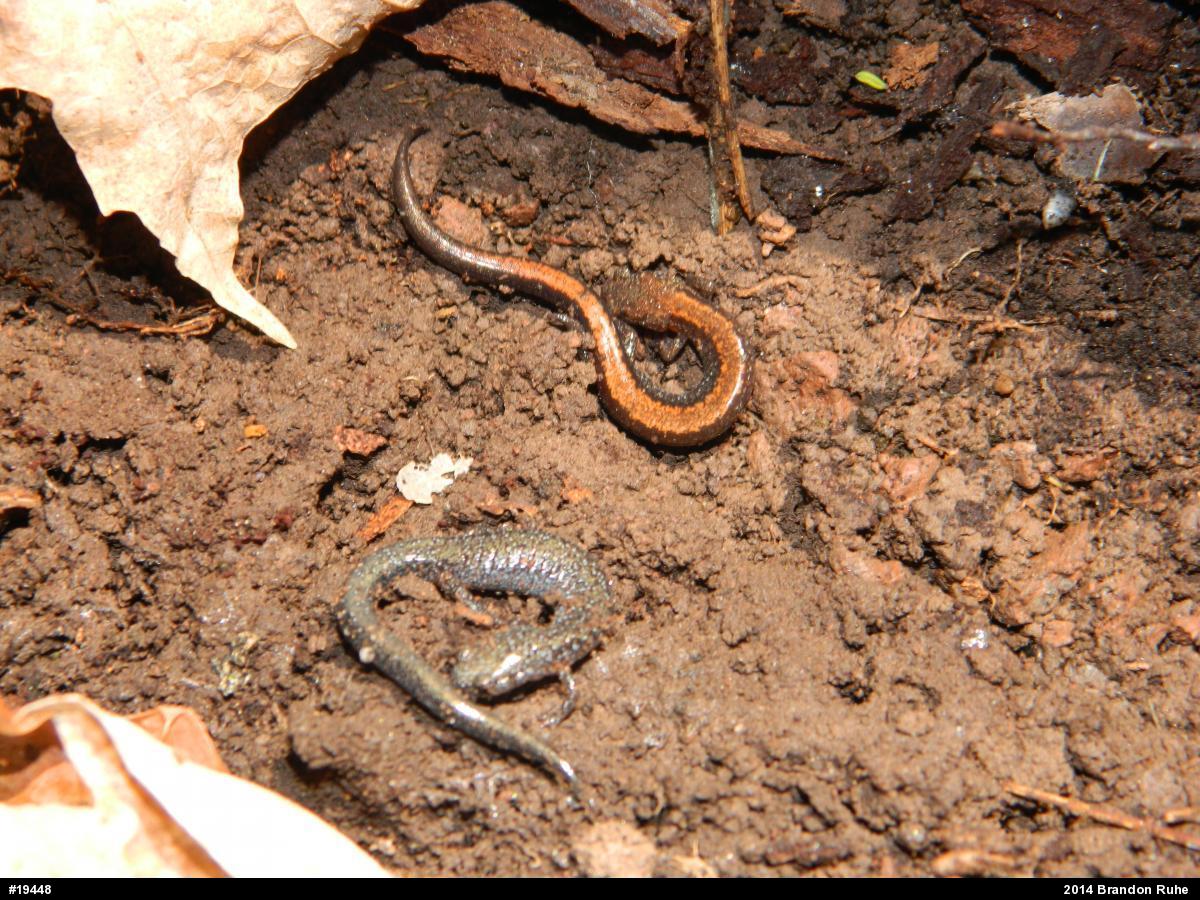 Eastern Red-backed  Salamander