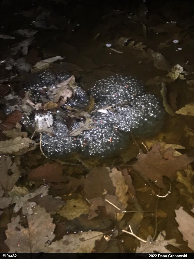 Wood Frog