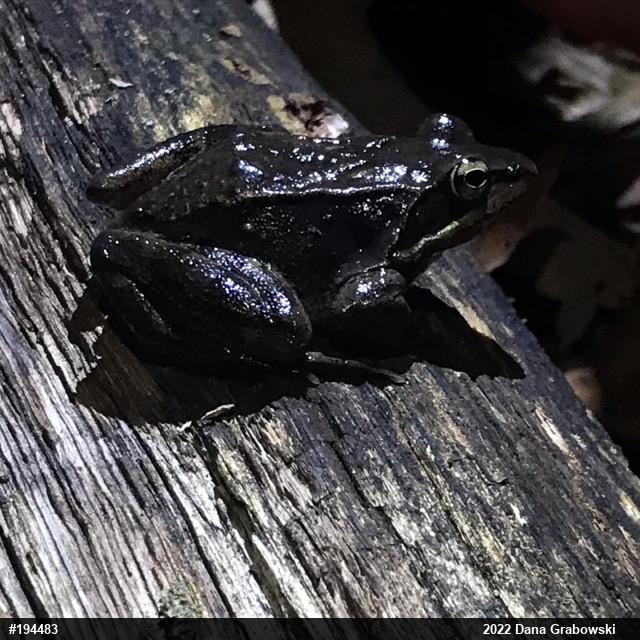 Wood Frog