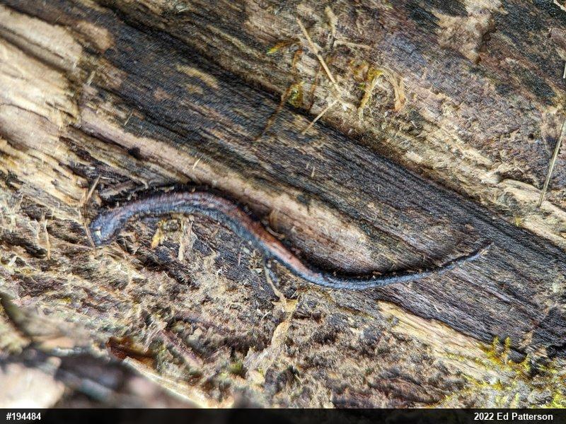 Eastern Red-backed  Salamander
