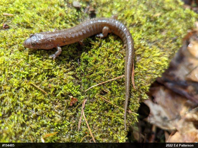 Northern Dusky Salamander