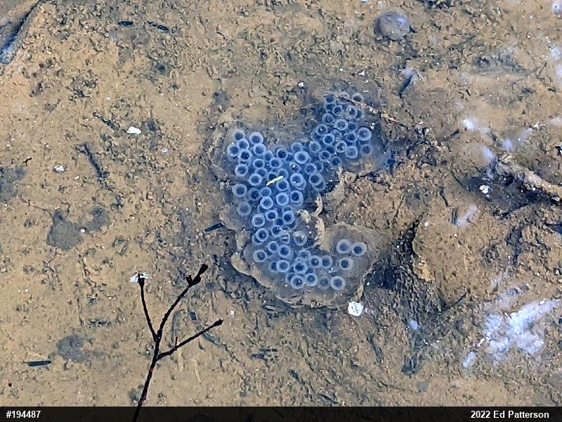 Jefferson Salamander