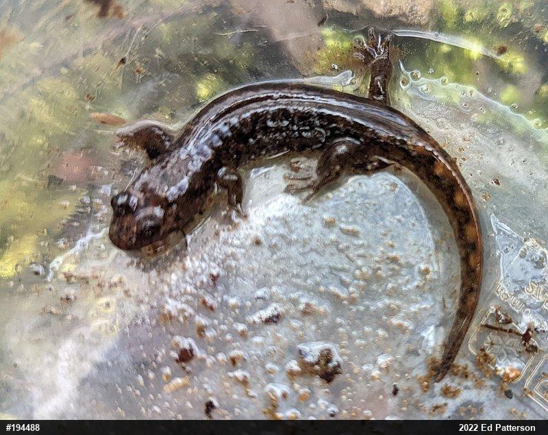 Seal Salamander