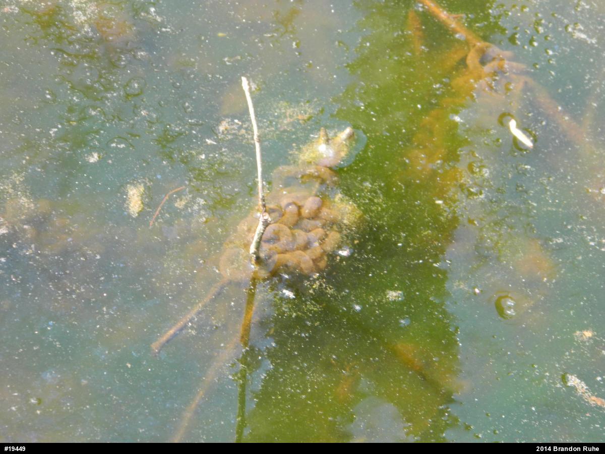 True Toads