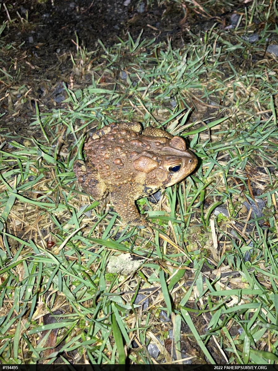 Eastern American Toad