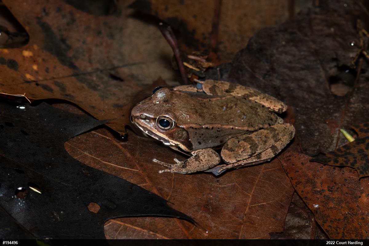 Wood Frog