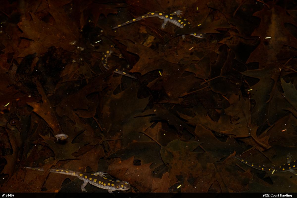 Spotted Salamander