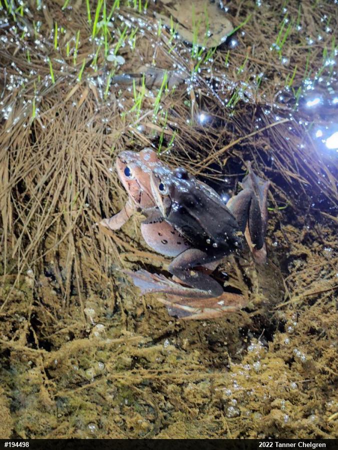 Wood Frog