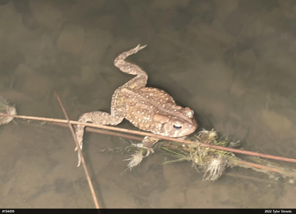 Eastern American Toad