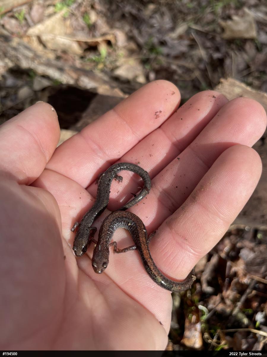 Eastern Red-backed  Salamander