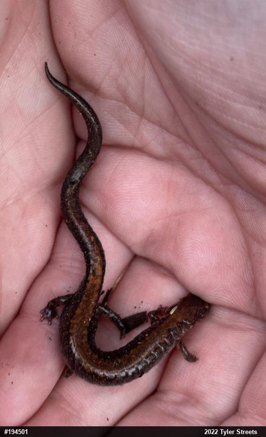 Eastern Red-backed  Salamander