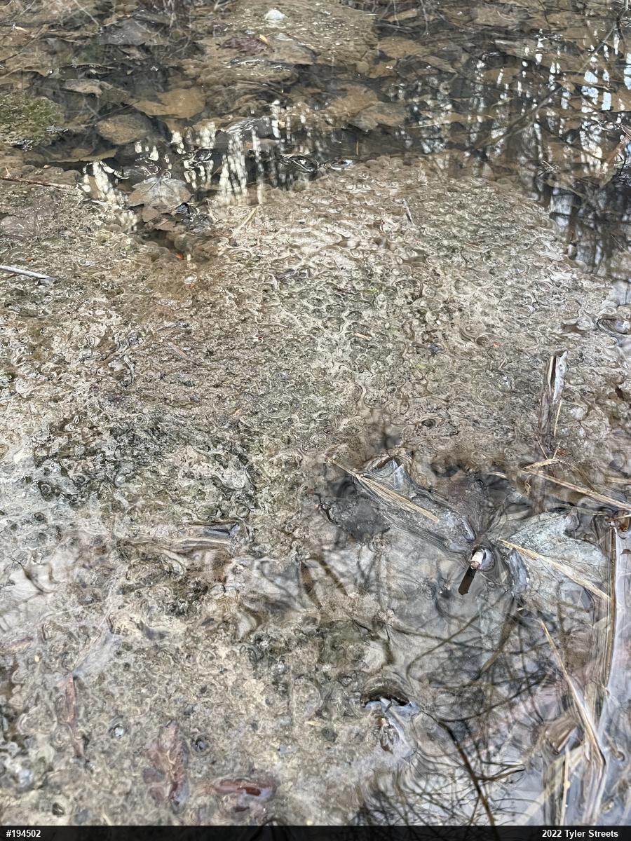 Wood Frog