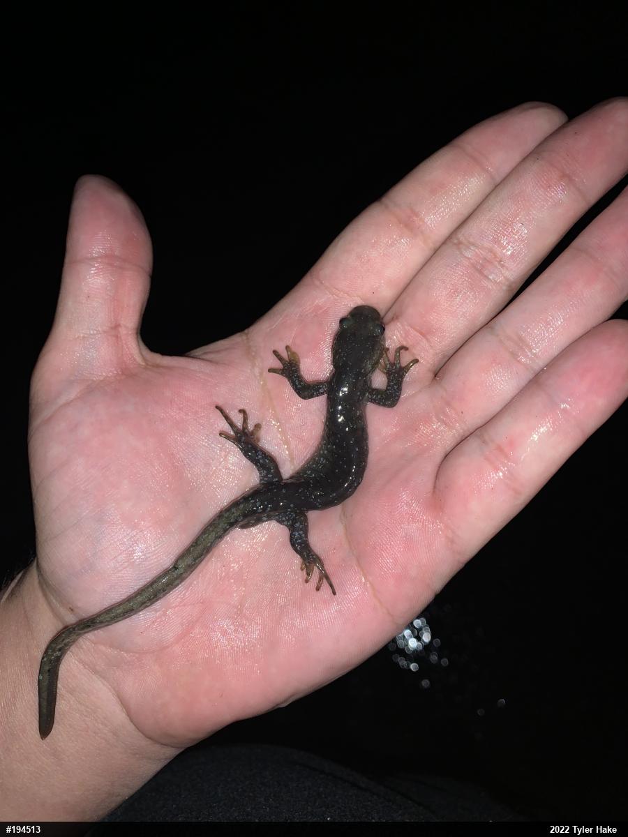 Jefferson Salamander