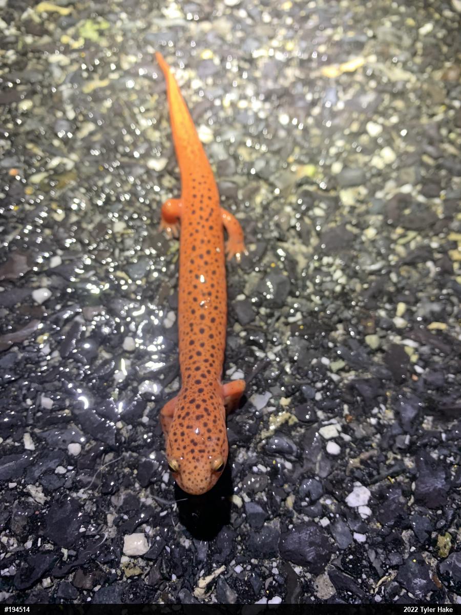Northern Red Salamander
