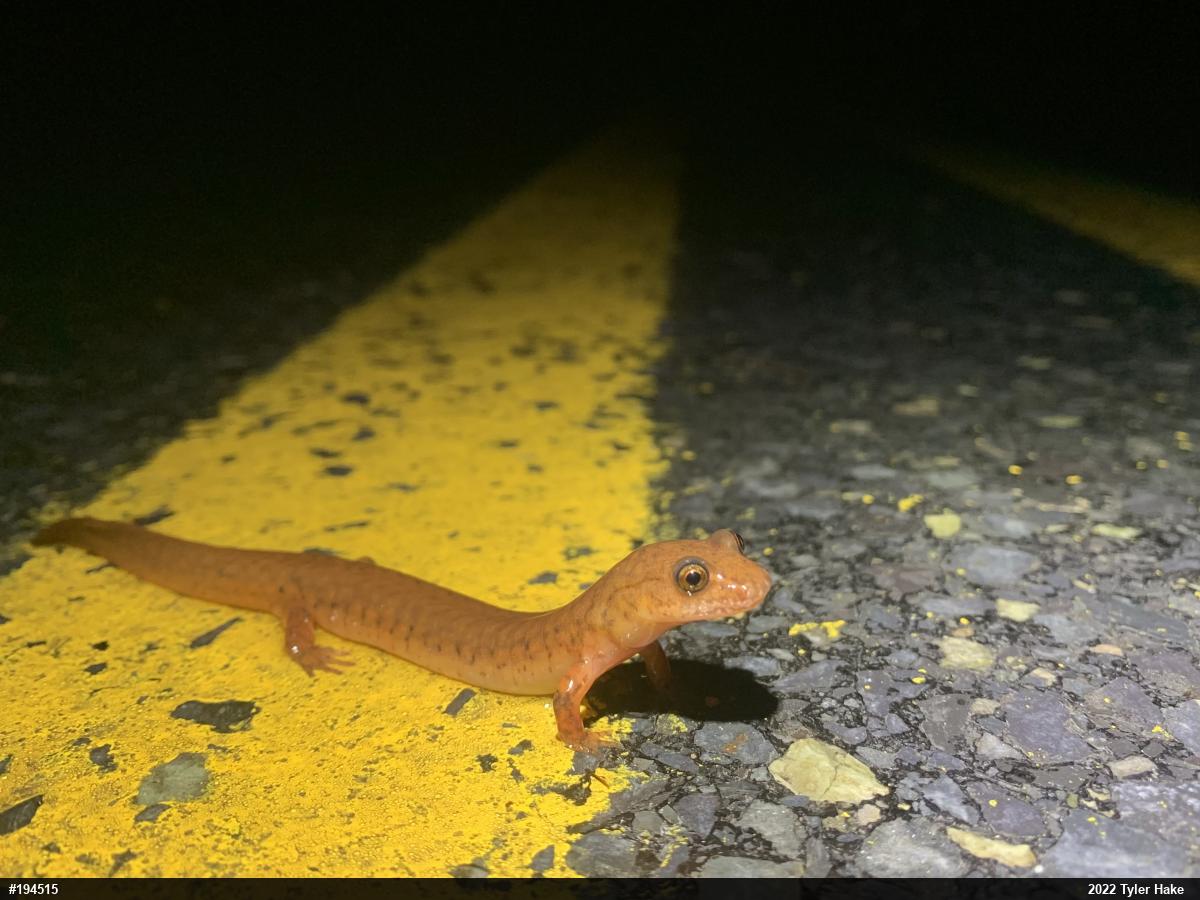 Northern Spring Salamander