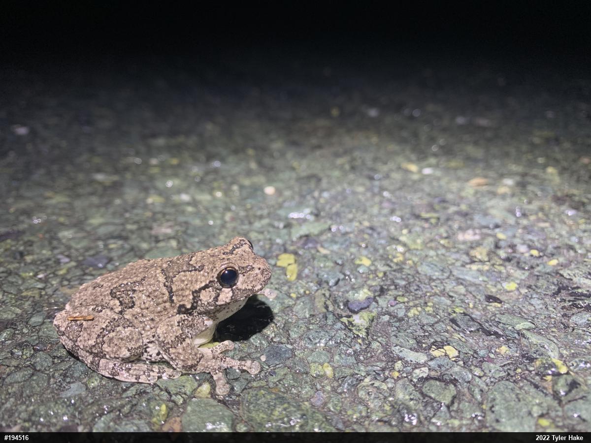 Unknown Gray Treefrog