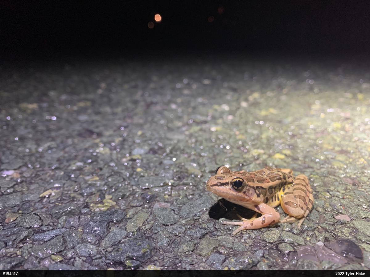 Pickerel Frog