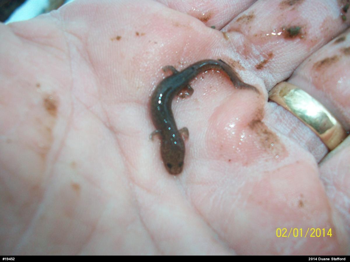 Northern Spring Salamander