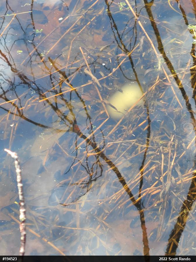 Spotted Salamander