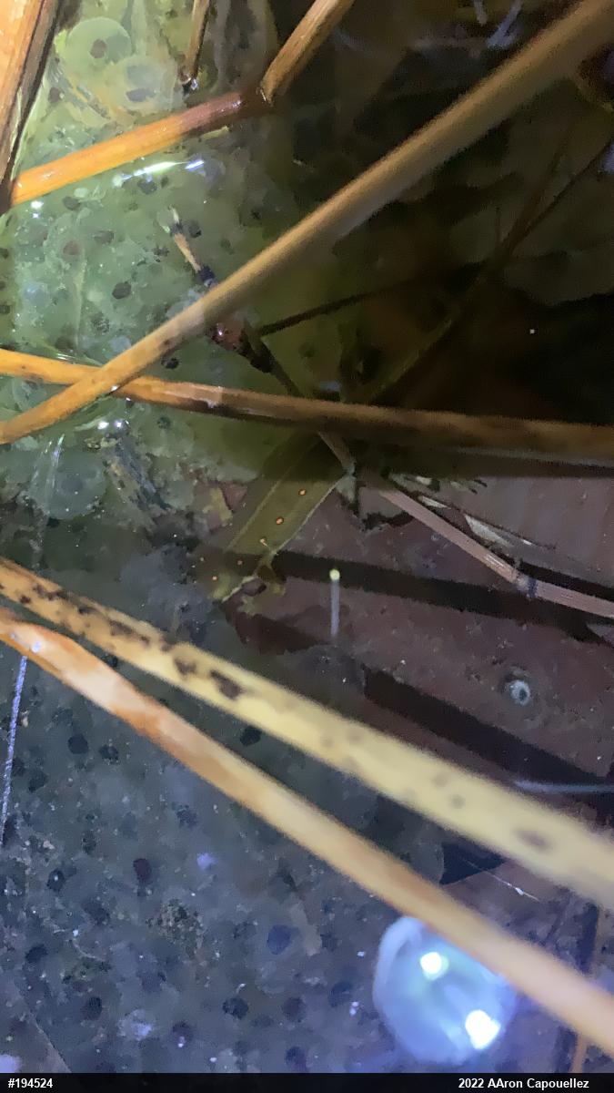 Red-spotted Newt