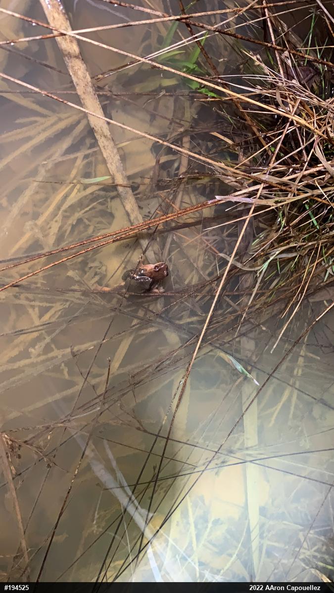 Spring Peeper