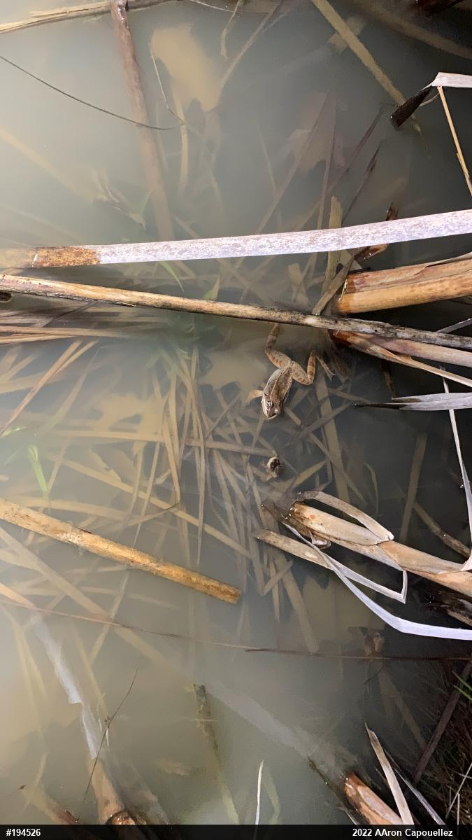 Wood Frog