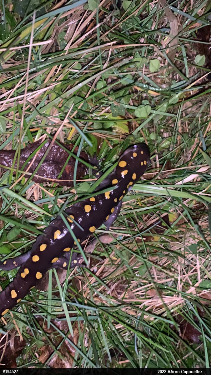 Spotted Salamander