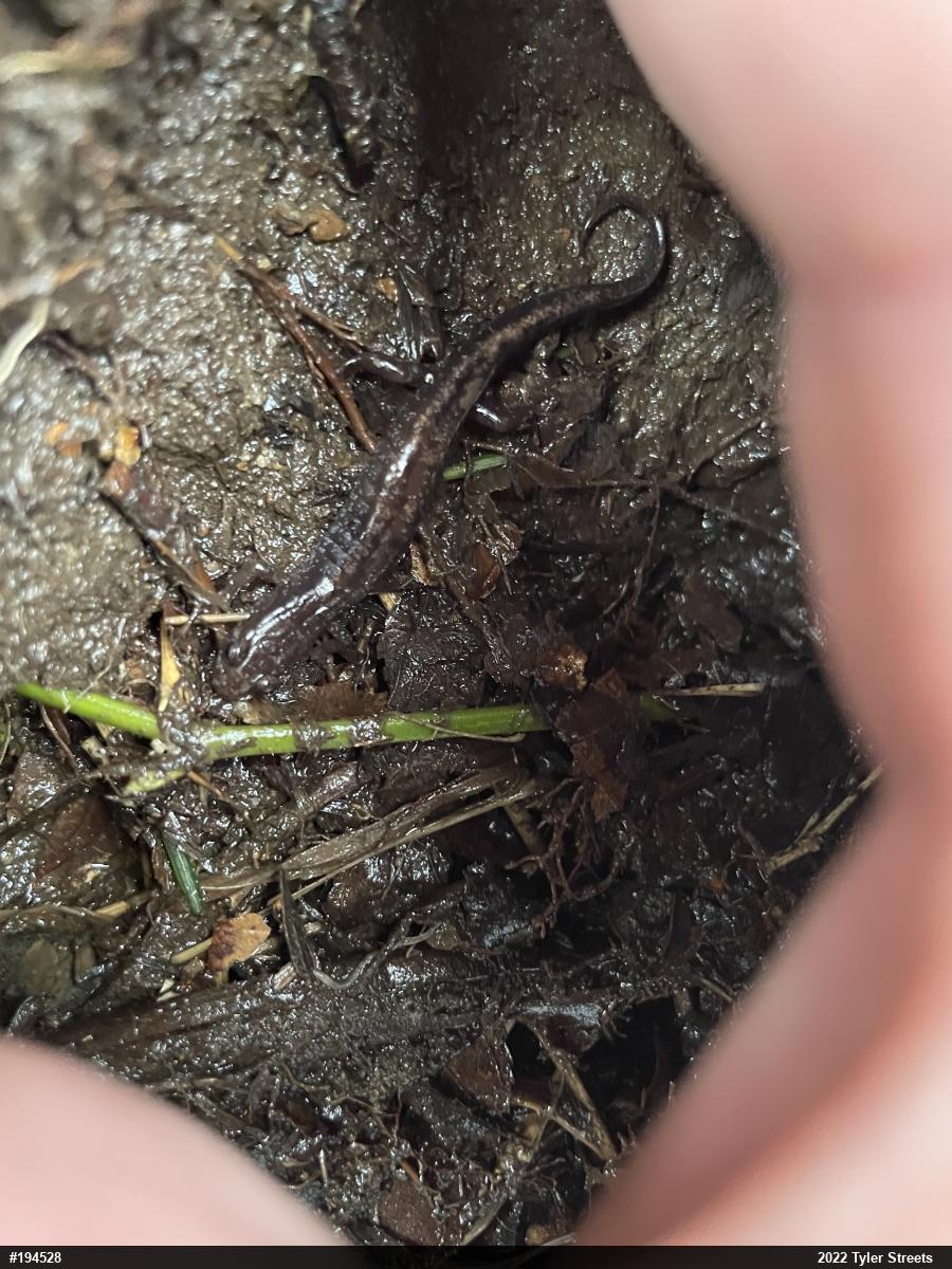 Allegheny Mountain Dusky Salamander