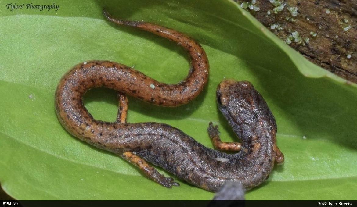 Four-toed Salamander