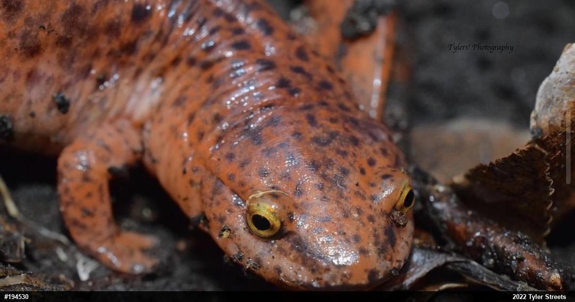 Northern Red Salamander