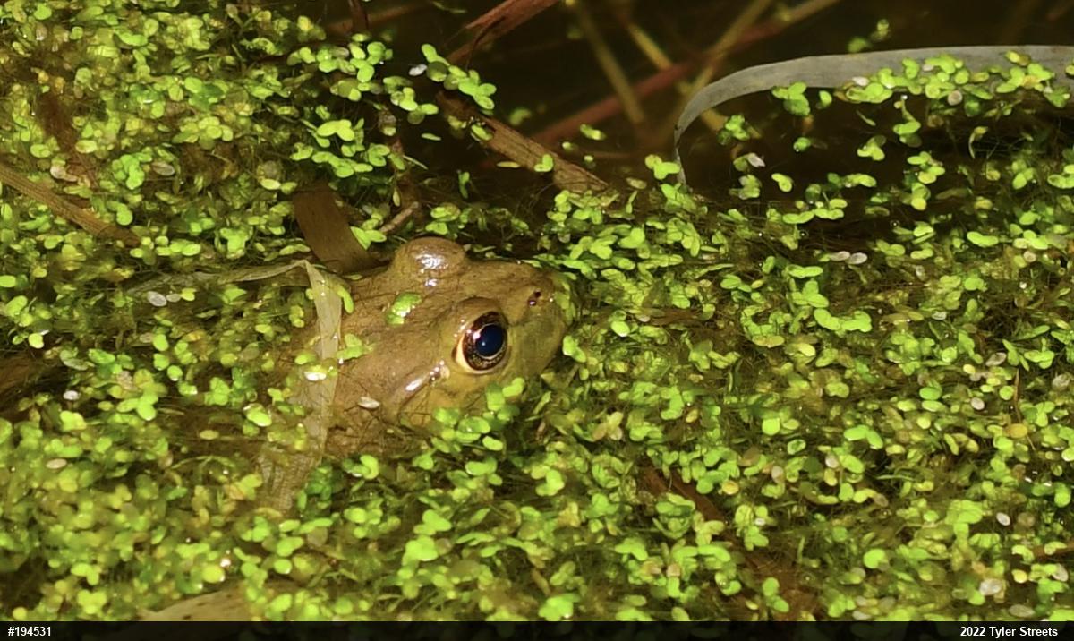American Bullfrog