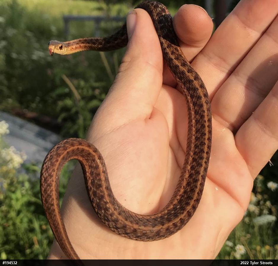 Eastern Gartersnake