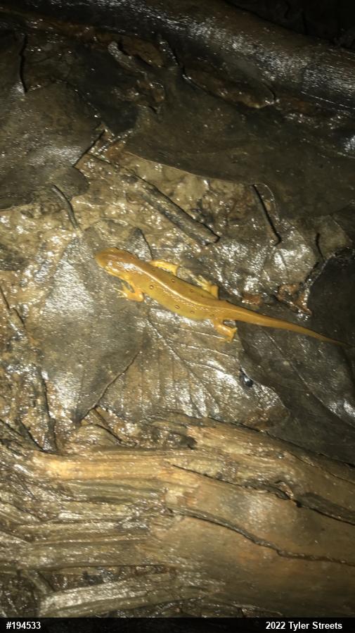 Red-spotted Newt
