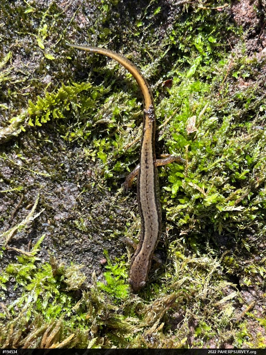 Northern Two-lined Salamander