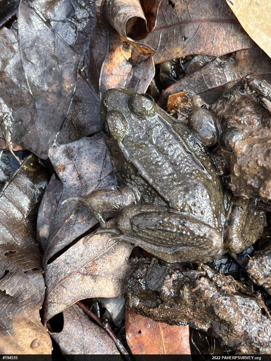 Green Frog