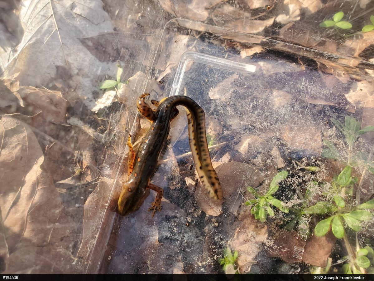 Red-spotted Newt