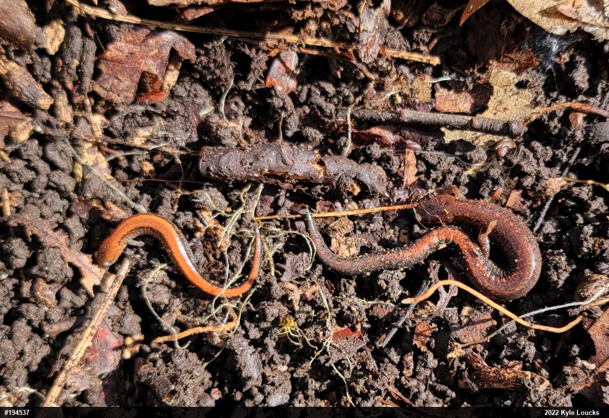 Eastern Red-backed  Salamander