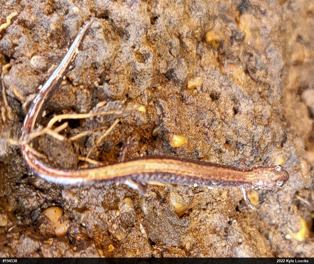 Eastern Red-backed  Salamander