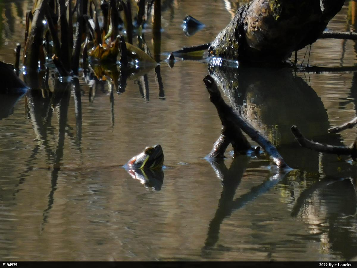 Red-eared Slider