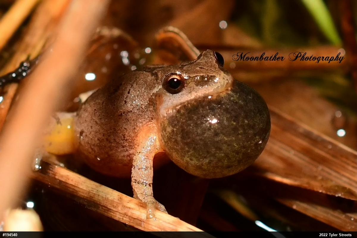 Spring Peeper