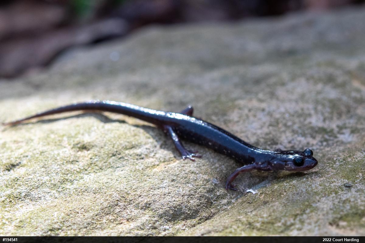 Wehrle's Salamander