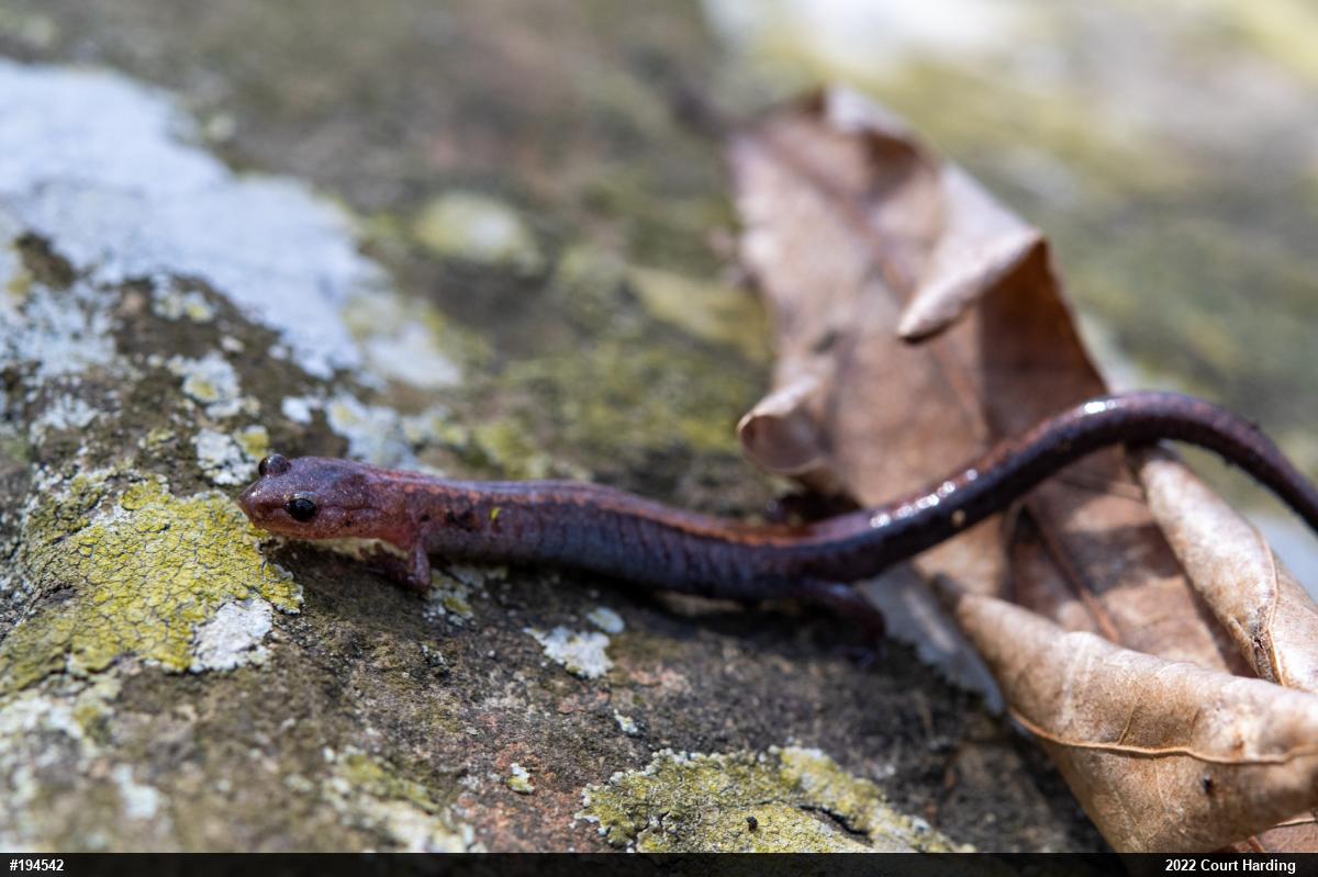 Eastern Red-backed  Salamander