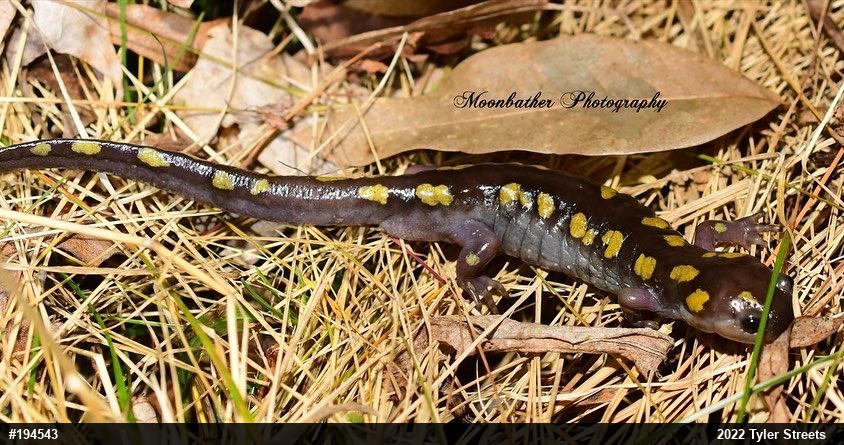 Spotted Salamander