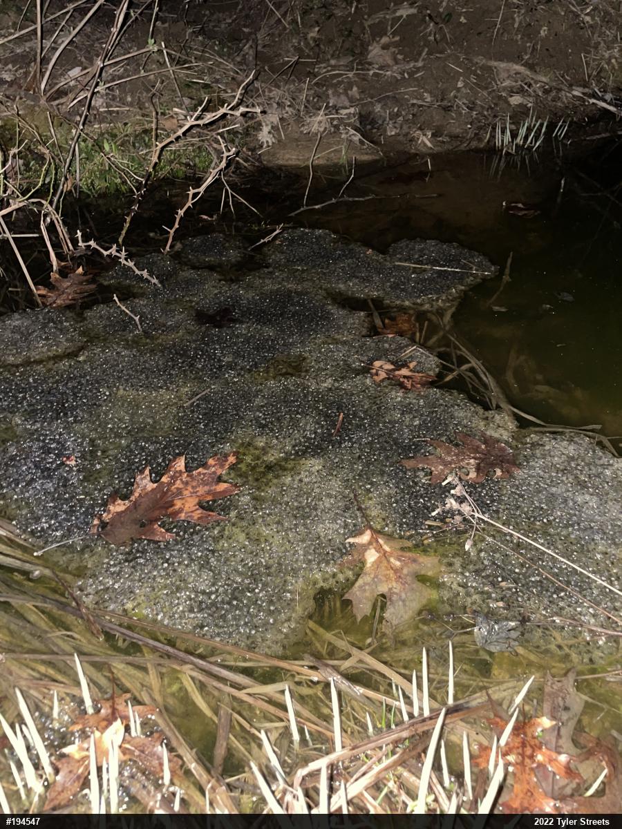 Wood Frog