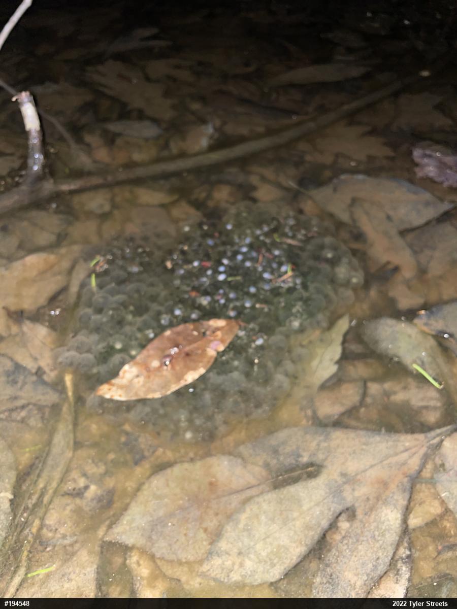 Wood Frog