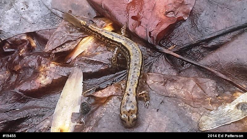 Northern Two-lined Salamander